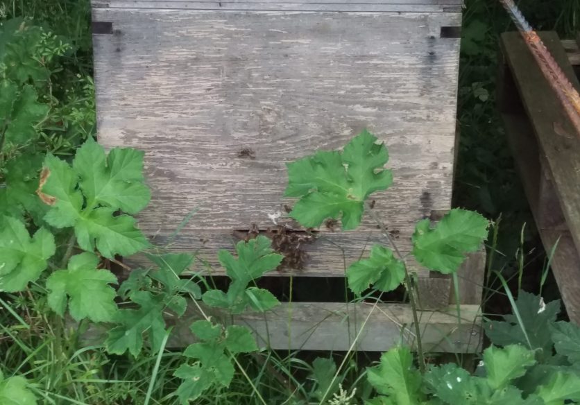 The new colony of bees